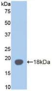 AZGP1 / ZAG Antibody (aa178-307)