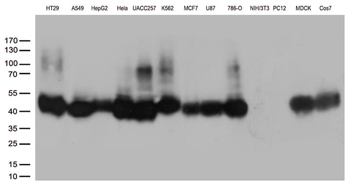 M6PR Antibody (aa27-185, clone OTI2F3)