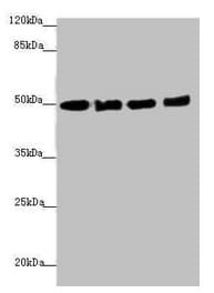 EEF1A2 Antibody