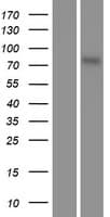 RPS6KA5 / MSK1 Protein (Over-Expression Lysate Myc-DDK (Flag))