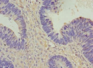 VANGL1 Antibody