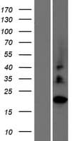 Human C2orf27A / C2orf27 Protein (Over-Expression Lysate Myc-DDK (Flag))