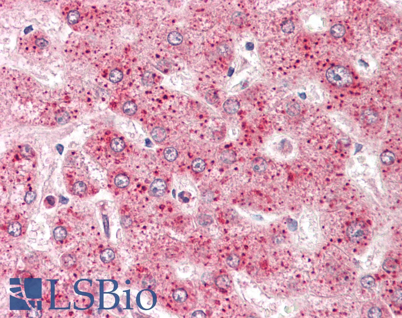 B9D1 Antibody