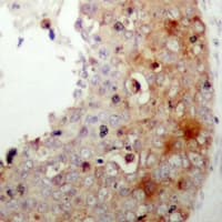 Polyclonal Rabbit anti-Human XIAP Antibody (phospho-Ser87, IHC, WB)