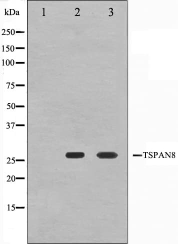 Polyclonal Rabbit anti-Human CO-029 / TSPAN8 Antibody (IF, WB)