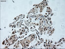 USP13 Antibody (clone OTI4G11)