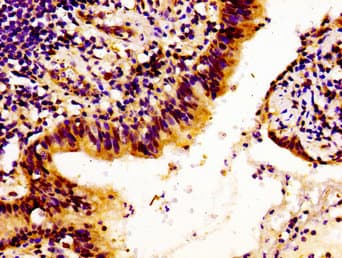 LAMB1 / Laminin Beta 1 Antibody