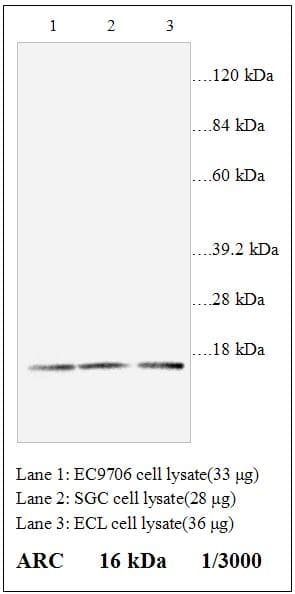 ARC / Arg3.1 Antibody