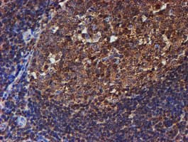 PSMB9 Antibody (clone OTI3H1)