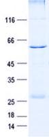 Human SYNDIG1 Protein (Recombinant GST, N-terminus + His, C-terminus)