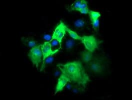 FATE1 Antibody (clone OTI6F10)