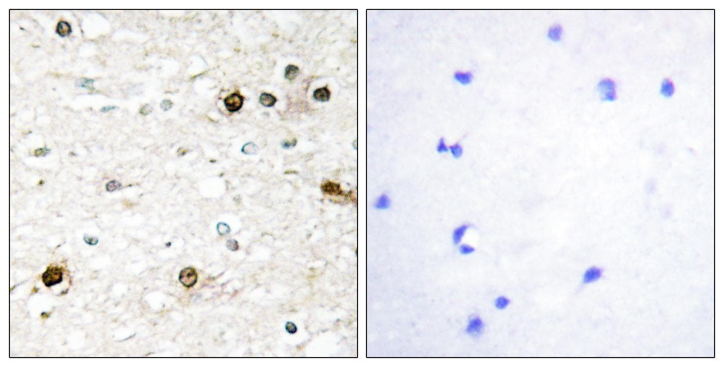 NAB2 Antibody