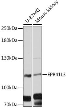 EPB41L3 Antibody