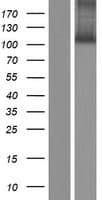 SPIDR / KIAA0146 Protein (Over-Expression Lysate Myc-DDK (Flag))