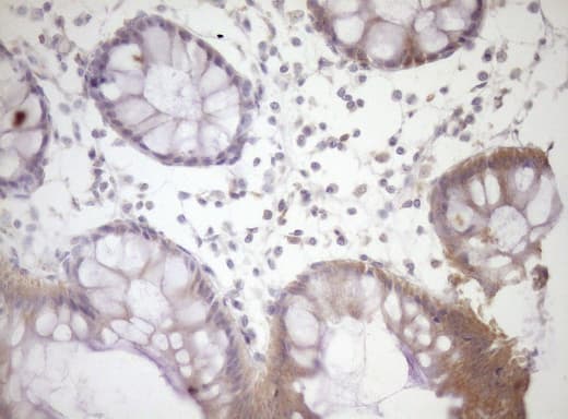 SIRPA / CD172a Antibody (clone OTI7B3)