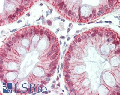 MTF-1 Antibody (aa2-139)