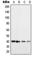 IHC-plus™ HRH2 / Histamine H2 Receptor Antibody (Internal)