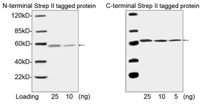 Strep Tag II Antibody (clone 5A9F9, Biotin)