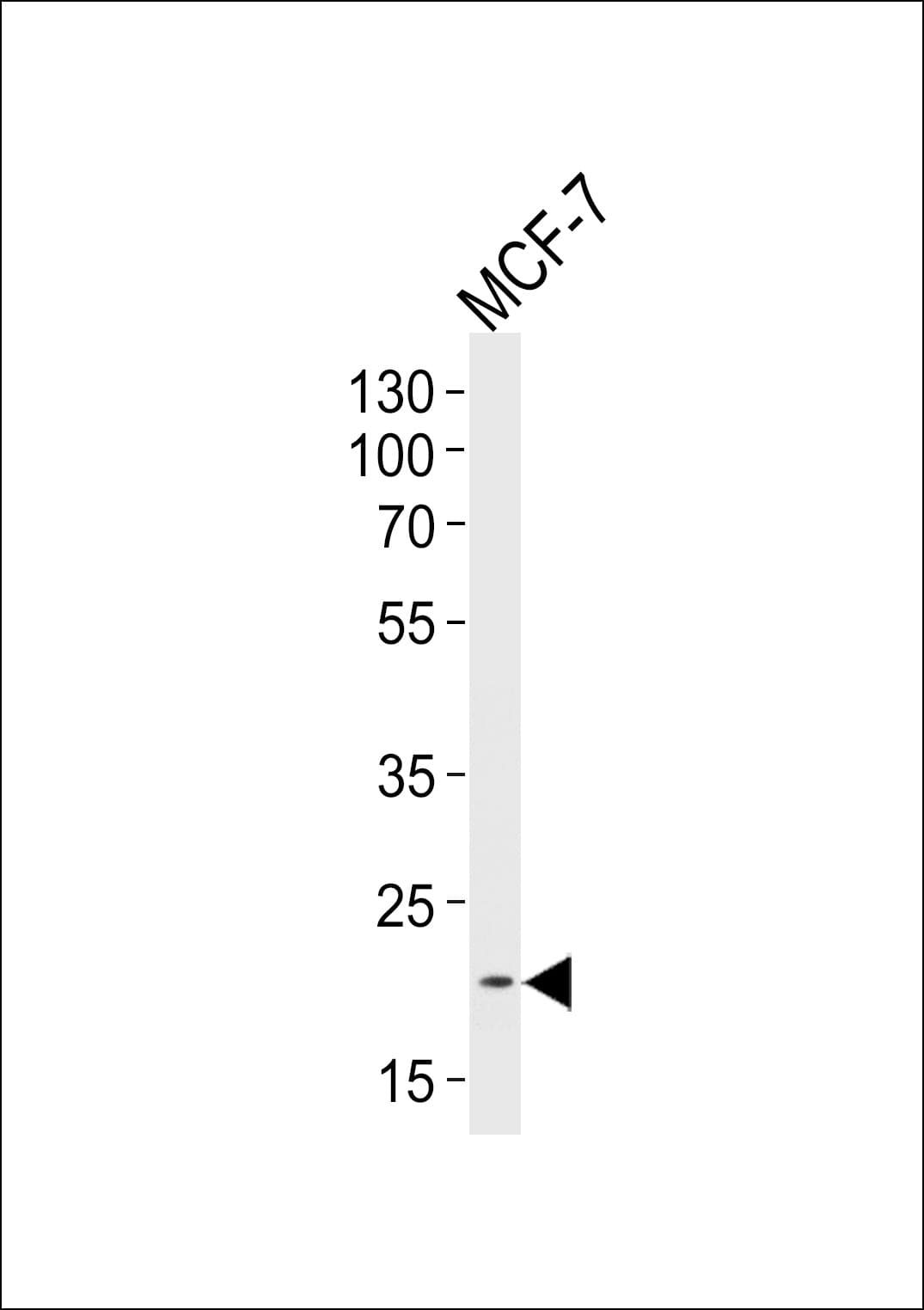 NOS1AP / CAPON Antibody (aa437-466)