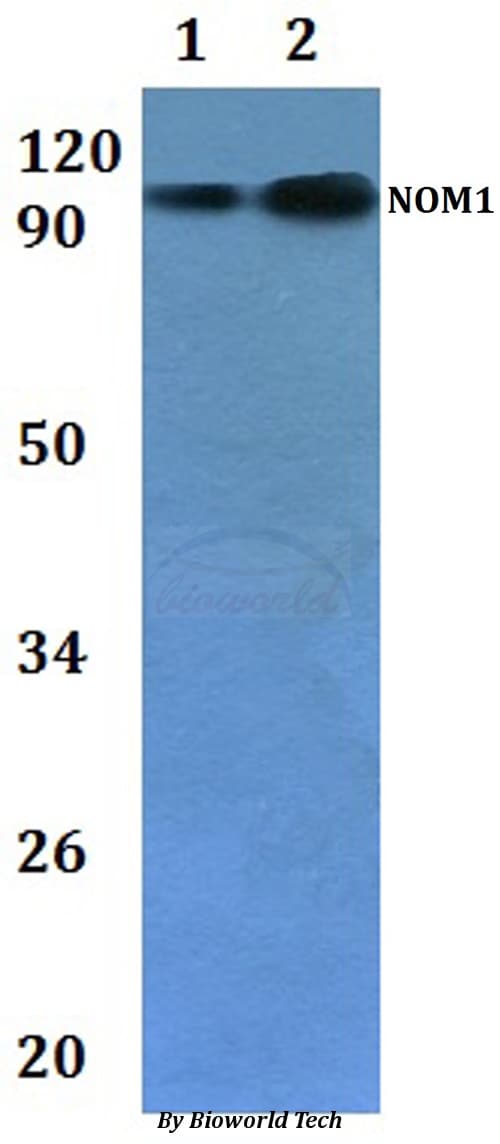 NOM1 Antibody