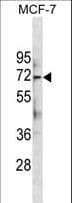 KIAA0652 / ATG13 Antibody (aa333-362)