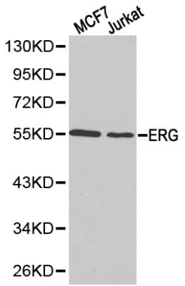 ERG Antibody