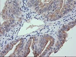 RNF39 Antibody (clone OTI5E10, Carrier-free)
