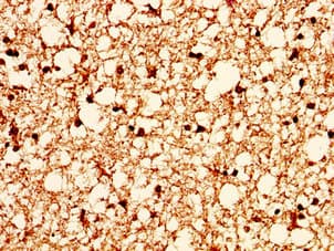 H2AFX / H2AX Antibody