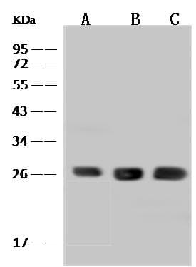 BNIP1 Antibody