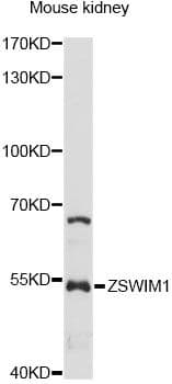 ZSWIM1 Antibody