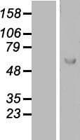 LANO / LRRC1 Protein (Over-Expression Lysate Myc-DDK (Flag))