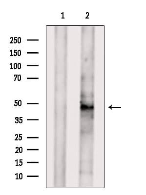 ACTR2 / ARP2 Antibody