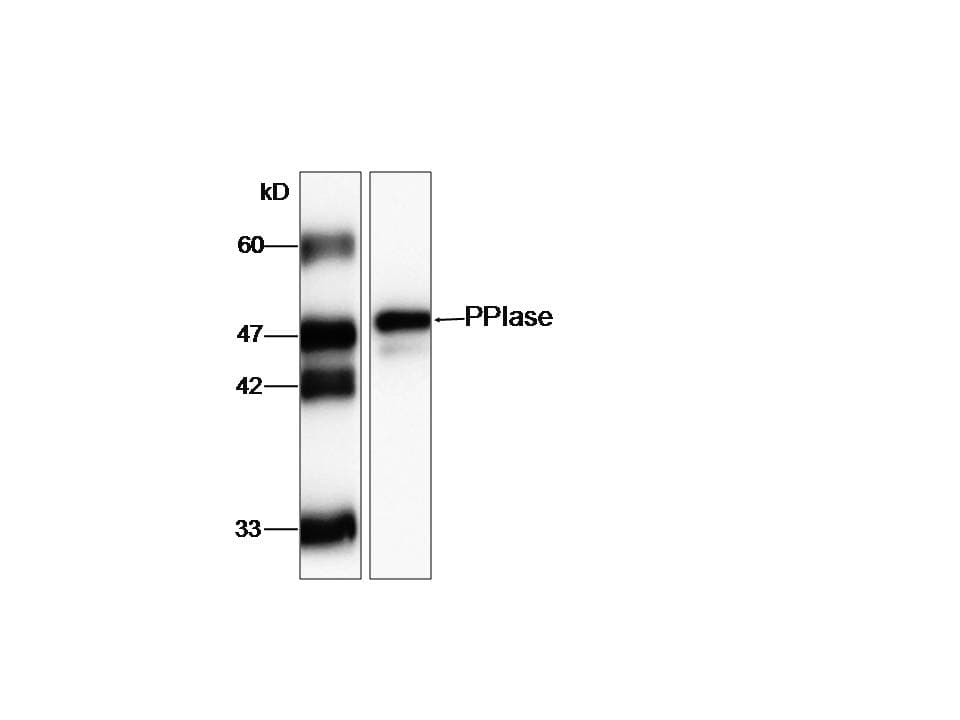 Monoclonal Mouse anti-Human FKBP11 Antibody (aa28-201, WB)