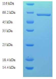 Acetobacter pasteurianus apaLIM Protein (Recombinant His-SUMO)