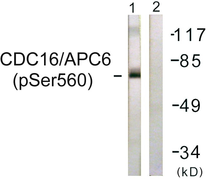 APC6 / CDC16 Antibody (phospho-Ser560)