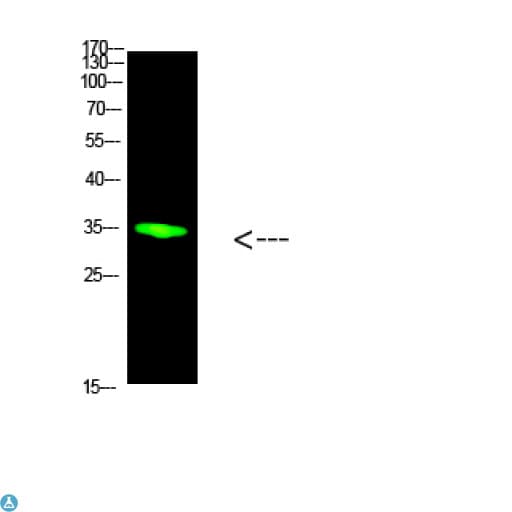 PCNA Antibody