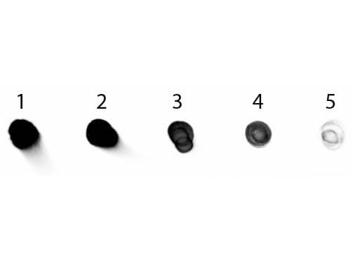 Polyclonal Rabbit Anti-Human IgG Secondary Antibody (AP, IHC, WB)