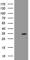 PROSC Antibody (clone OTI3H4)