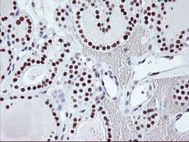USP7 / HAUSP Antibody (clone OTI3C1)