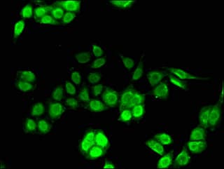 Polyclonal Rabbit anti-Human IRF7 Antibody (IHC, IF)