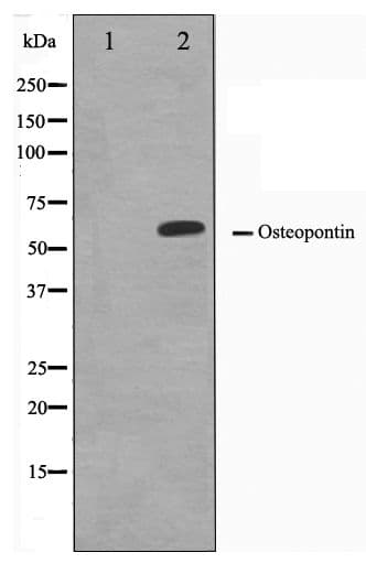 SPP1 / Osteopontin Antibody