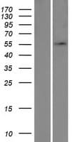 UBE1DC1 / UBA5 Protein (Over-Expression Lysate Myc-DDK (Flag))