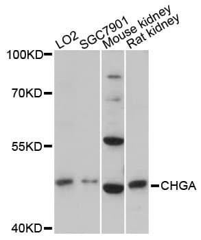 CHGA / Chromogranin A Antibody