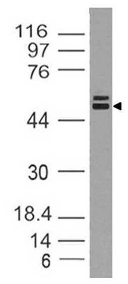 STK4 Antibody