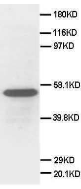 SCG3 / Secretogranin 3 Antibody (C-Terminus)