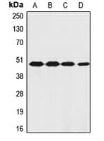 F2R / Thrombin Receptor / PAR1 Antibody (N-Terminus)