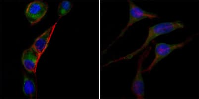 IHC-plus™ GOT2 Antibody (clone 3E9)