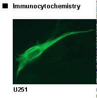 GFAP Antibody (clone MO389)