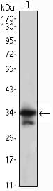 CDK1 / CDC2 Antibody (clone 8C5A6)