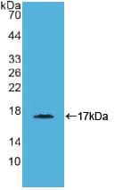 CD40L Antibody (aa180-261, Cy3)